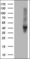 Angiotensinogen antibody, orb74082, Biorbyt, Western Blot image 