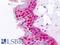 Small Ubiquitin Like Modifier 2 antibody, LS-B9279, Lifespan Biosciences, Immunohistochemistry frozen image 