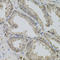 Vasoactive Intestinal Peptide antibody, A00299, Boster Biological Technology, Immunohistochemistry frozen image 