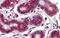 Notch Receptor 4 antibody, PA5-40587, Invitrogen Antibodies, Immunohistochemistry frozen image 