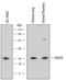 Hematopoietic Prostaglandin D Synthase antibody, MA5-24347, Invitrogen Antibodies, Western Blot image 