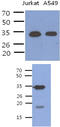 Phosducin Like 3 antibody, MBS200313, MyBioSource, Western Blot image 