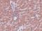 Lysine Demethylase 8 antibody, NBP1-77074, Novus Biologicals, Immunohistochemistry frozen image 