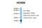 Homeobox B5 antibody, ARP31444_P050, Aviva Systems Biology, Western Blot image 