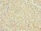 Coenzyme Q4 antibody, LS-C398141, Lifespan Biosciences, Immunohistochemistry paraffin image 