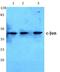 Jun Proto-Oncogene, AP-1 Transcription Factor Subunit antibody, AP06058PU-N, Origene, Western Blot image 