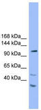 StAR Related Lipid Transfer Domain Containing 8 antibody, TA342686, Origene, Western Blot image 