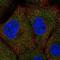 RING finger protein unkempt-like antibody, NBP2-55888, Novus Biologicals, Immunocytochemistry image 