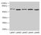 Stress-induced-phosphoprotein 1 antibody, CSB-PA022831HA01HU, Cusabio, Western Blot image 