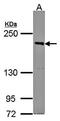Serine/Threonine Kinase 39 antibody, orb69895, Biorbyt, Western Blot image 