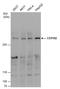 Centrosomal Protein 192 antibody, GTX131892, GeneTex, Western Blot image 