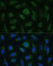 Sialic Acid Binding Ig Like Lectin 9 antibody, 19-433, ProSci, Immunofluorescence image 