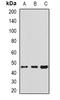 Serpin Family H Member 1 antibody, orb382032, Biorbyt, Western Blot image 