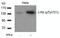 c-Kit antibody, 79-480, ProSci, Western Blot image 