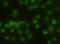 Estrogen Related Receptor Beta antibody, orb100531, Biorbyt, Immunofluorescence image 