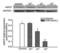 Stem cell factor antibody, 5165, ProSci Inc, Western Blot image 