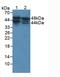 Acid Phosphatase 3 antibody, MBS2005116, MyBioSource, Western Blot image 