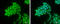 Pygopus Family PHD Finger 2 antibody, GTX119726, GeneTex, Immunocytochemistry image 