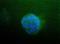 ATPase Na+/K+ Transporting Subunit Alpha 1 antibody, NB300-146, Novus Biologicals, Immunofluorescence image 