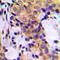 Gamma-Aminobutyric Acid Type A Receptor Alpha1 Subunit antibody, orb216112, Biorbyt, Immunohistochemistry paraffin image 