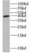 Glycogenin-1 antibody, FNab03734, FineTest, Western Blot image 