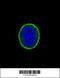 Interleukin 10 Receptor Subunit Alpha antibody, 63-634, ProSci, Immunofluorescence image 