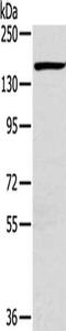 PLXND1 antibody, CSB-PA158811, Cusabio, Western Blot image 