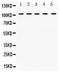 Tripartite Motif Containing 28 antibody, PB9835, Boster Biological Technology, Western Blot image 