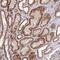 Zinc Finger BED-Type Containing 8 antibody, NBP1-91707, Novus Biologicals, Immunohistochemistry frozen image 