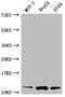 Thioredoxin antibody, CSB-RA233609A0HU, Cusabio, Western Blot image 