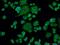 Chromogranin A antibody, 60135-1-Ig, Proteintech Group, Immunofluorescence image 