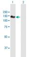 NEDD4 Like E3 Ubiquitin Protein Ligase antibody, H00023327-B01P, Novus Biologicals, Western Blot image 