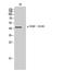 Nuclear Distribution C, Dynein Complex Regulator antibody, STJ90986, St John