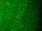 Transient Receptor Potential Cation Channel Subfamily M Member 7 antibody, LS-C230778, Lifespan Biosciences, Immunofluorescence image 