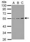 Glucosaminyl (N-Acetyl) Transferase 3, Mucin Type antibody, GTX122901, GeneTex, Western Blot image 