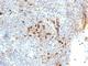 Major Histocompatibility Complex, Class II, DR Alpha antibody, V2585IHC-7ML, NSJ Bioreagents, Immunohistochemistry frozen image 