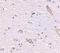 Syntaphilin antibody, NBP1-76915, Novus Biologicals, Immunohistochemistry frozen image 