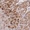 Mitochondrial Ribosomal Protein S31 antibody, NBP2-30923, Novus Biologicals, Immunohistochemistry frozen image 