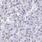 WD repeat-containing protein 72 antibody, HPA057410, Atlas Antibodies, Immunohistochemistry frozen image 