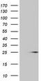 MOB Kinase Activator 1B antibody, TA501362S, Origene, Western Blot image 