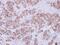 HIV-1 Tat Interactive Protein 2 antibody, NBP2-20646, Novus Biologicals, Immunohistochemistry frozen image 