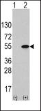 ATF4 antibody, LS-C100013, Lifespan Biosciences, Western Blot image 