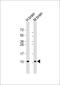 G Protein Subunit Gamma 2 antibody, M06975, Boster Biological Technology, Western Blot image 