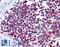 AIF1 antibody, LS-B3662, Lifespan Biosciences, Immunohistochemistry paraffin image 