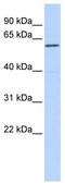 Zinc Finger Protein 165 antibody, TA339081, Origene, Western Blot image 