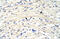 Lysine Acetyltransferase 5 antibody, 28-944, ProSci, Immunohistochemistry paraffin image 