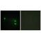 Histone Cluster 1 H2B Family Member H antibody, A12218, Boster Biological Technology, Immunofluorescence image 