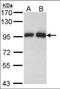 Gelsolin antibody, orb89956, Biorbyt, Western Blot image 
