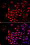 COCH antibody, MBS9126119, MyBioSource, Immunofluorescence image 