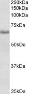 Cytochrome B5 Reductase 4 antibody, PA5-37995, Invitrogen Antibodies, Western Blot image 